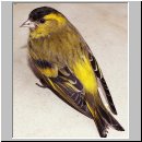 Carduelis spinus - Erlenzeisig 21.jpg